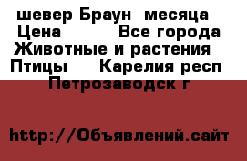 шевер Браун 2месяца › Цена ­ 200 - Все города Животные и растения » Птицы   . Карелия респ.,Петрозаводск г.